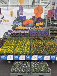 Viola cornuta_PennyPro APELDOORN Syngenta Flowers SpringTrials 2025