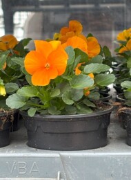Viola cornuta_PennyPro Orange_APELDOORN Syngenta Flowers SpringTrials 2025