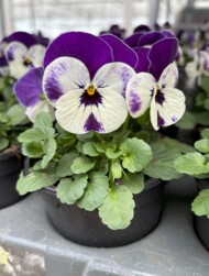 Viola cornuta_PennyPro Violet & White_APELDOORN Syngenta Flowers SpringTrials 2025