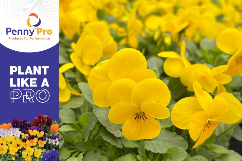 Viola cornuta_PennyProYellow_SyngentaFlowers