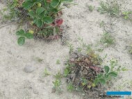 Objawy Verticillium na truskawce