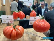 Pomidory w typie Bawole Serce