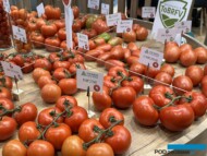 Pomidory większego kalibru ISI Sementi