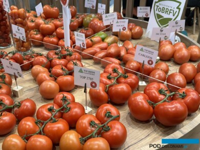 Pomidory większego kalibru ISI Sementi