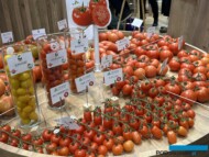 Gama odmian pomidora ISI Sementi