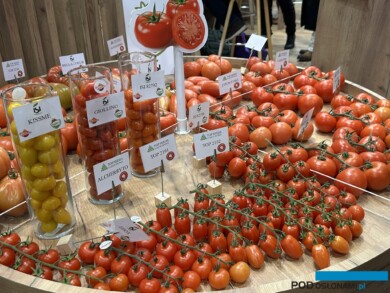 Gama odmian pomidora ISI Sementi
