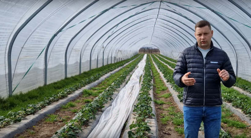 Ekspert w tunelu foliowym omawia kluczowe zagadnienia dotyczące uprawy truskawek. Praktyczne wskazówki dotyczące nawożenia truskawek w tunelach, nawożenia dolistnego oraz doboru nawozów w celu zapobiegania niedoborom składników odżywczych w uprawach tunelowych. Informacje o ochronie truskawek przed szarą pleśnią, zwalczaniu przędziorka oraz strategii IPM w tunelach i szklarniach. Porady na temat automatyzacji nawadniania i klimatu w tunelu foliowym, utrzymania optymalnej temperatury i wilgotności oraz wpływu CO₂ na plonowanie roślin. Omówienie biologicznych metod ochrony roślin pod osłonami oraz ekologicznych rozwiązań poprawiających jakość owoców i odporność roślin na patogeny.Info Karta jagodowa, Agrosimex
