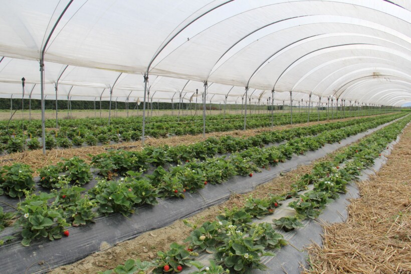 Plantcja truskawek w tunelu (fot. DŁB)