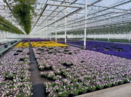 W gospodarstwie L. J. Noordam minibratki (Viola cornuta) produkuje się w misach