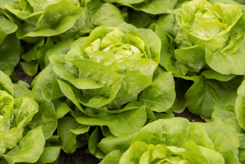 Sałata masłowa Mirjamina RZ