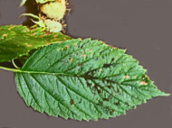 Grzyby sadzakowe na liściu maliny