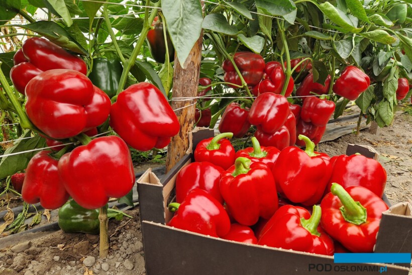 Furioza to nowa odmiana polskiej hodowli do uprawy w tunelach