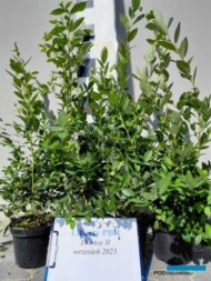 Krzewy borówki Liberty