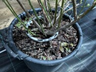 Linia z emiterami o kształcie okręgu (fot. DŁB)