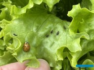 Mszyca na sałacie wraz z jej wrogiem naturalnym biedronką (fot. DŁB)