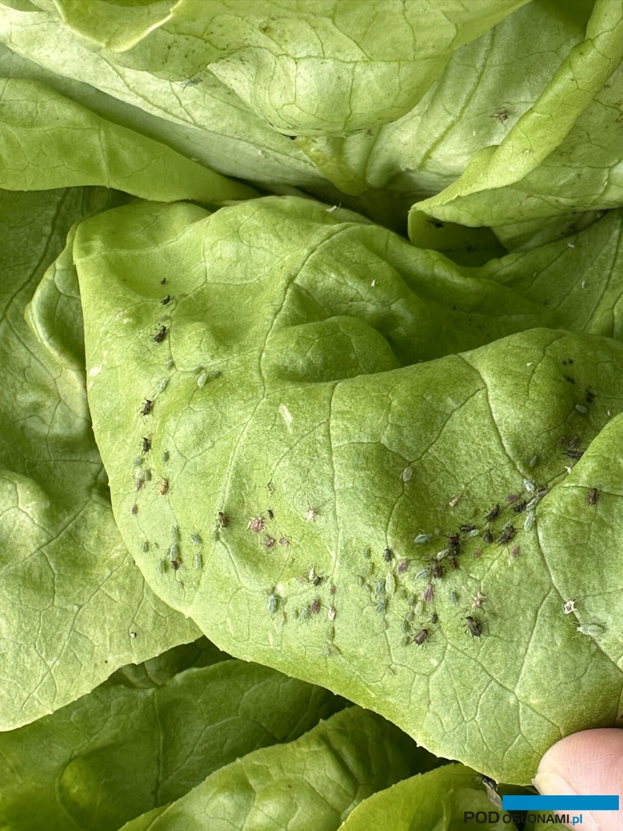 Mszyce na sałacie (fot. DŁB)