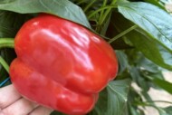 Papryka odmiany Muriel