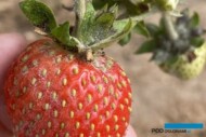Nalot na owocach, szypułce wskazujący na porażenie sprawcą mączniaka