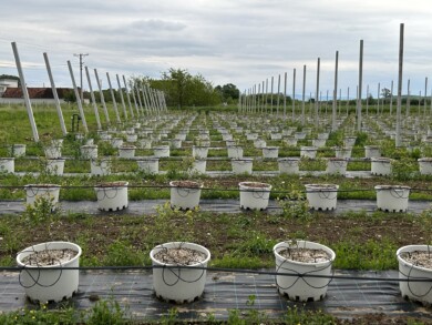 Młoda plantacja borówki w pojemnikach (fot. DŁB)