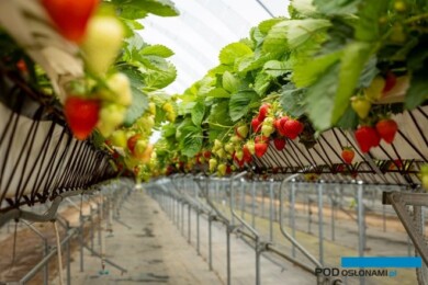 Nowe systemy NGS do uprawy truskawki gwarantujące zwiększenie zbiorów z jednostki powierzchni