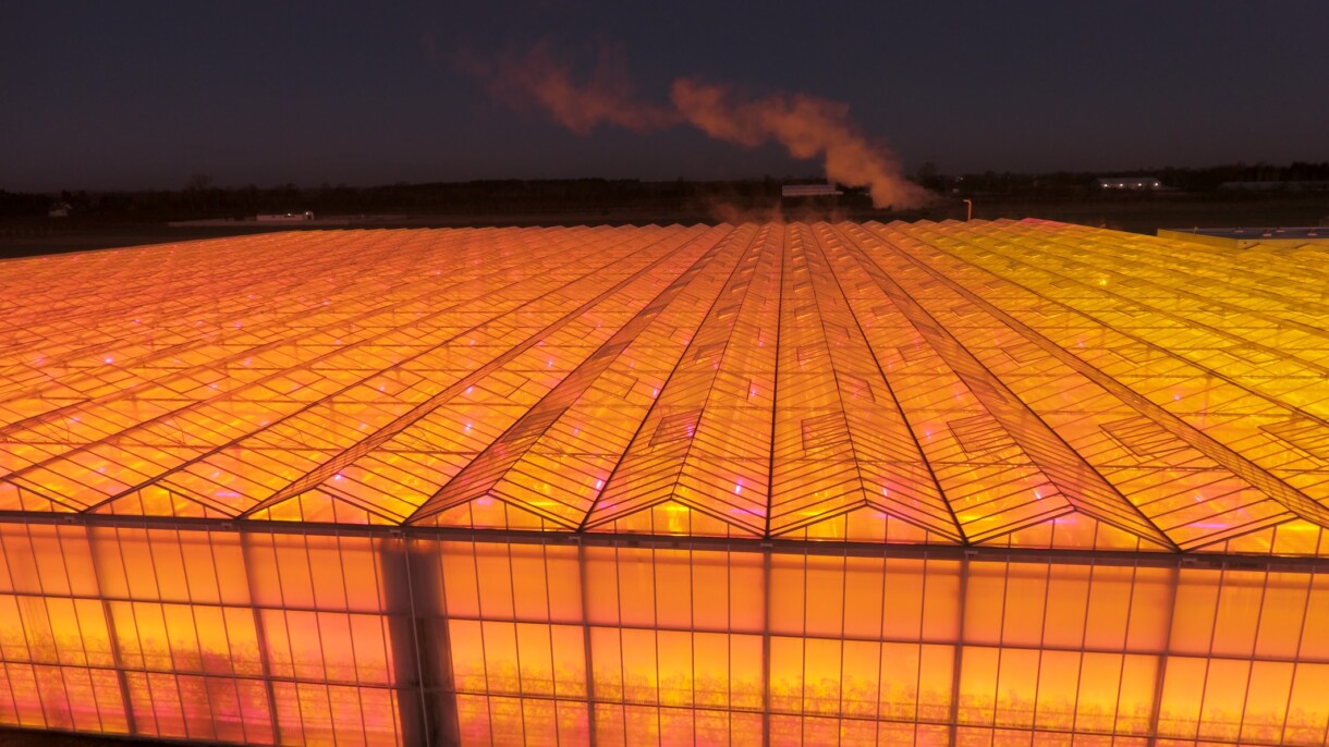 Uprawa doświetlana w układzie hybrydowym (HPS plus LED) w rejonie Warszawy (fot. M. Szymczak)