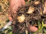 Neopestalotiopsis clavispora, powodującego zamieranie roślin