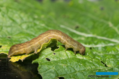 Gąsienica piętnówki na liściu ogórka – szkodnik powodujący znaczne straty w uprawach warzywnych. Jak zwalczyć piętnówkę w tunelu foliowym i skutecznie zabezpieczyć warzywa przed jej żerowaniem? Profesjonalne środki ochrony oraz skuteczne metody zapobiegania atakom gąsienic to klucz do wysokiej jakości plonów.