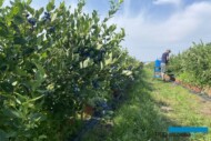 Plantacja nowych odmian borówki wysokiej w donicach