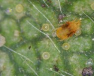 Przedziorek chmieloweic (fot. J. Barszczewski)