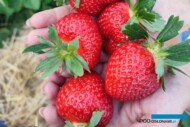 Ravelia: propozycja od Fresh Forward