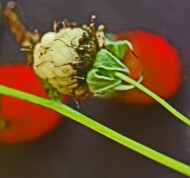 Grzyby sadzakowe na owocu maliny