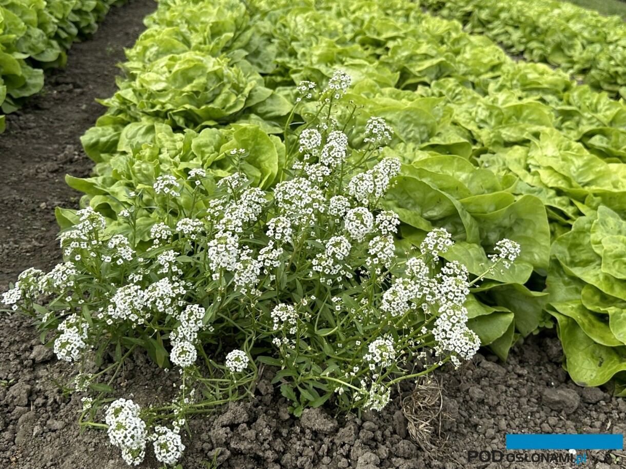 Sałata rosnąca w towarzystwie smagliczki nadmorskiej (for. DŁB)