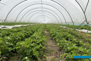 Sadzonki frigo sprawdzają się do nasadzeń tunelowych na przyspieszony zbiór 