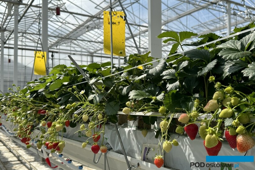 Sadzonki frigo są wykorzystywane do zakładania nasadzeń w szklarniach typu Venlo