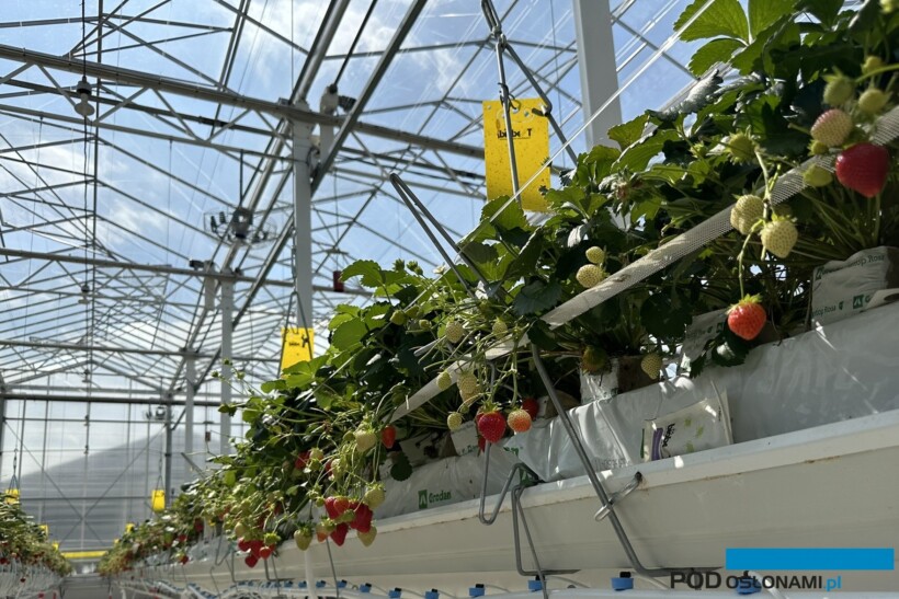 Truskawki w uprawie szklarniowej, w holenderskich statystykach są zaliczane do warzyw (fot. DŁB)