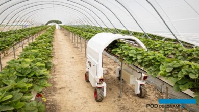 Ochrona truskawki przed mączniakiem za pomocą UV (fot. firmowe