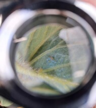 Wciornastki na liściu truskawki pojawiły się już w styczniu (fot, J. Barszczewski)