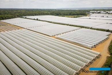W New Forest Fruit uprawy truskawki prowadzone są w tunelach i w szklarniach