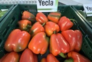 Standard w uprawie ostanich lat - Yecla