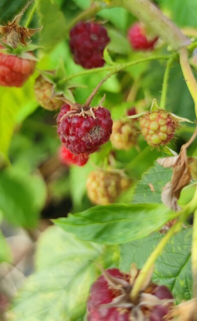 Malina z widocznymi objawami porażenia przez szarą pleśń, typową dla infekcji Botrytis cinerea. Choroba powoduje gnicie i pleśnienie owoców. Zastanawiasz się jak wyleczyć szarą pleśń w malinach? Rozwiązaniem jest stosowanie fungicydu Sketch 62,5 WG z krótkim okresem karencji.