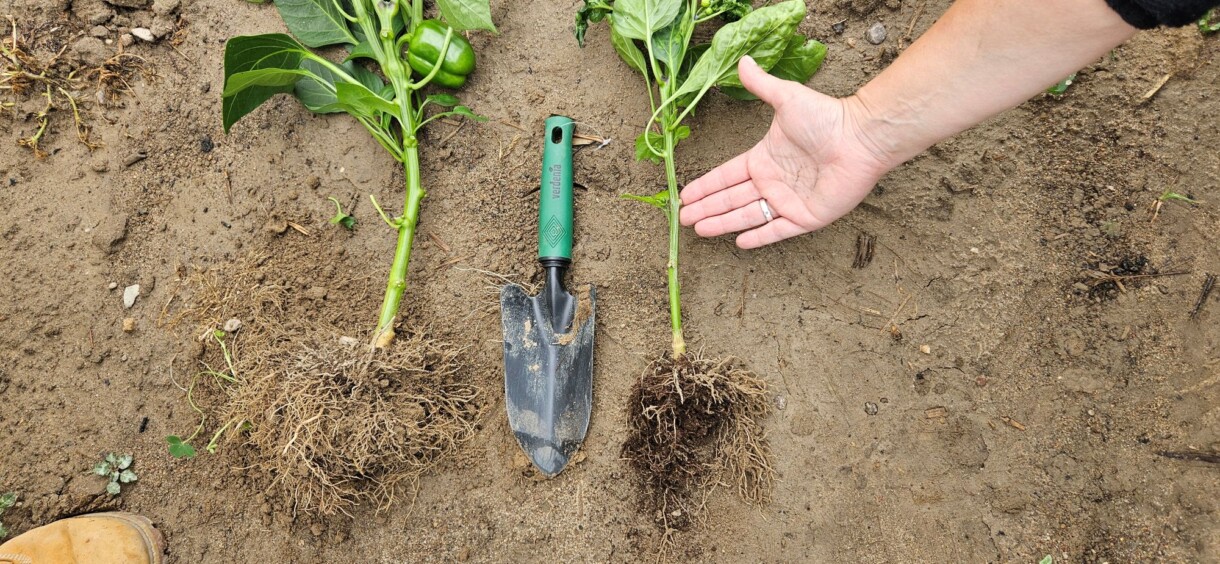 Biały, zdrowy, mocno rozbudowany system korzeniowy papryki podlewanej biostymulatorem Radiculum (fot. Agro-Sorb)