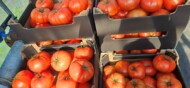 Wysokiej jakości, duże owoce pomidora z uprawy traktowanej biostymulatorami z firmy Agro-Sorb (fot. Agro-Sorb)