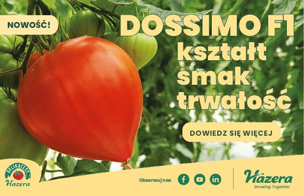 2024_baner_podoslonami_pomidor DOSSIMO_620_400_newsletter-min Hazera