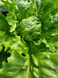 Sałata, która w fazie rozsady była traktowana preparatami MegaFos, TriPower I Hummicon Life (fot. AgW)