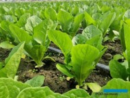 Sałata rzymska, która w fazie rozsady była traktowana preparatami MegaFos, TriPower I Hummicon Life (fot. AgW)