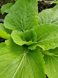 Kapusta pekińska, która w fazie rozsady była traktowana preparatami MegaFos, TriPower I Hummicon Life (fot. AgW)