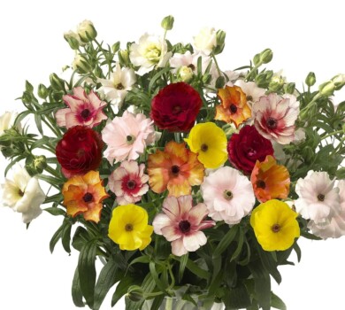 Ranunculus - odmiany z serii Butterfly_Easter_Dutch Flower Arrangements_Vatican City