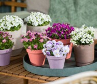 Zestaw wczesnowiosennych roślin, wśród których jest Saxifraga ×arendsii Alpino Pink (1. i 2. z lewej)_fot. Syngenta Flowers