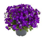 Aubrieta hybrida Axcent Deep Purple_fot. Syngenta Flowers