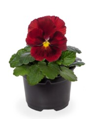 Viola wittrockiana Delta Pro Clear Red_fot. Syngenta Flowers